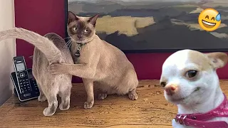 Funniest Cats And Dogs Videos 😁 - Best Funny Animal Videos 2024 🥰 #13