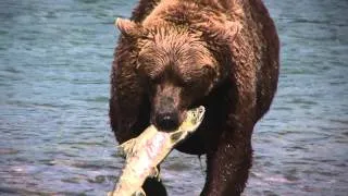 Holderman goes fishing - McNeil River, August 14, 2011