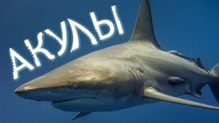 Sharks | Shark Species | The Importance of Sharks | Save Sharks