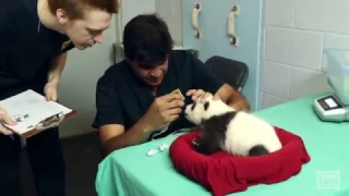 Panda Cubs 2016: Day 52 - Exam