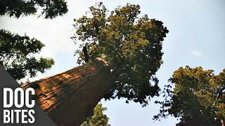 General Sherman - The Biggest Tree in the World | Did You Know? | Doc Bites