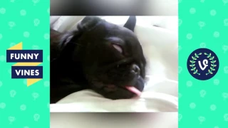 Adorable Pug Compilation - Cute Dog Videos | Funny Vines part 17