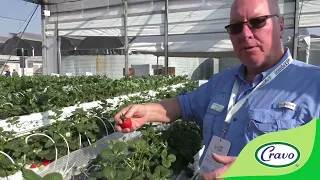 2 year old Murano strawberry plants producing California size strawberries in Cravo cooling house