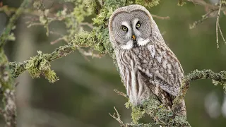 Spring of Owls with OM SYSTEM OM-1 Mark II + 150-400mm F4.5 IS PRO