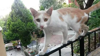 Stray cat looking for adventure