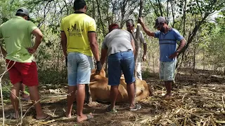 LEVANTANDO VACA CAÍDA NO NORDESTE