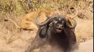 3 Lions Bring Down Buffalo In Epic Battle / * Not For Sensitive Viewers *