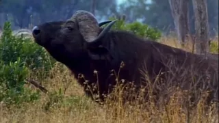 In the Blood (Safari Documentary)