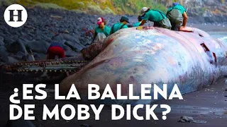 Descubren tesoro de 9 millones de pesos en el estómago de una ballena en Islas Canarias