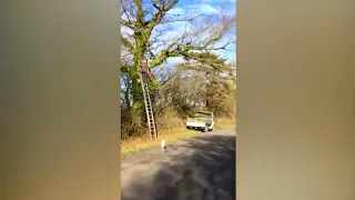 Tree surgeon's attempt to cut of a large branch goes wrong