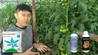Стимуляция завязи и роста плодов томата!