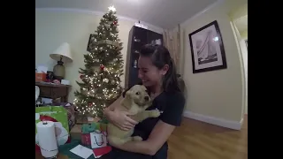 Surprised my wife with a golden retriever puppy for Christmas