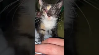 Kitten Thrown From Car, Road Rash All Over Face!