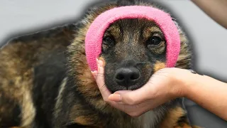 Introducing the MINIATURE German Shepherd!