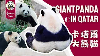 Jingjing and Sihai embrace their 'luxurious life' in Doha #giantpanda #Qatar