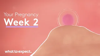 2 Weeks Pregnant - What to Expect