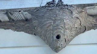 Crazy yellow jacket nest inside house soffit. How to remove wasp in your soffit