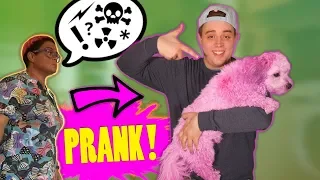 FARVER FORÆLDRES HUND PINK! (PRANK)