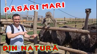 Atacat de Pasari mari din natura 😁. Cum traiesc strutii la #CampulcustrutiBacau Totul despre Struti