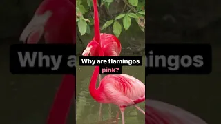 Why Are Flamingos PINK?! #Shorts