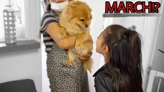 DID WE FINALLY FIND OUR LOST PUPPY MARCH POM | Familia Diamond