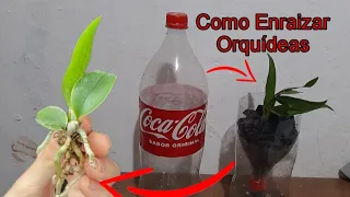 🔴 Use Apenas 1 garrafa pet Enraiza e salva qualquer #orquideas !!!! #plantas #cultivar