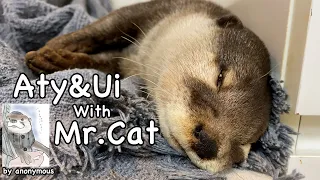 ただいま！戻ってきた日常生活 [Otter life Day 595]【カワウソアティとういとにゃん先輩】