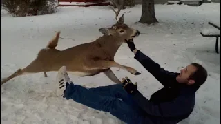 Deer attacks compilation