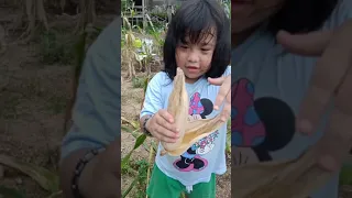 Lagu anak anak menanam jagung di kebun kita