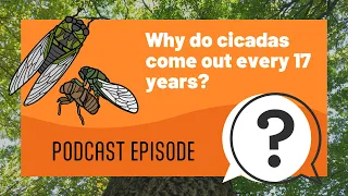 But Why Kids | Why do cicadas come out every 17 years? | Full Podcast Episode