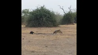 Python Honey Badger Jackal Fight Each Other #youtube #trending #viral #animals