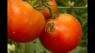 7.- Plaga Polilla del tomate