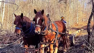 Amazing Horse Power, Draft Horses Logging In The Virginia Mountains