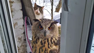 Кот за спиной у совы. Филин Ёль и кот Мурлок- тонкие отношения. Кто отключил камеру?