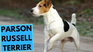 Parson Russell Terrier - TOP 10 Interesting Facts