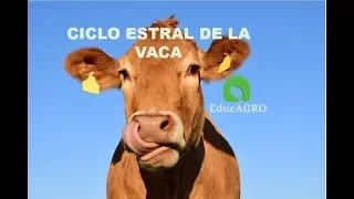Curso de Reproducción: Ciclo estral de la vaca , estro o celo, proestro, metaestro, diestro Educagro