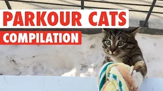 Funny Parkour Cats Video Compilation 2016