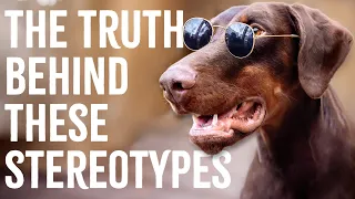 The Truth About Misunderstood Dog Breeds | Debunking Dog Stereotypes