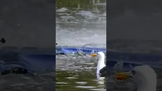 A seagull bird flying