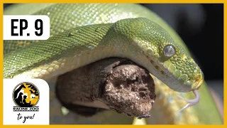 EP. 9: Reptiles and Amphibians – Racine Zoo to You!