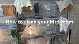 How to Clean your Bird Cage