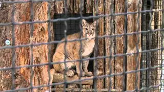 Zoo Rivne  Рівненський зоопарк зимою