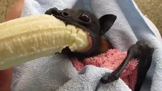 'He's Cranky': Rescued Bat Enjoys Banana