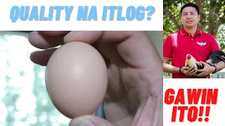 Breeding Tips : Quality Na Itlog? Gawin Ito!