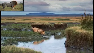 [Nat Geo Wild] Lions King Of River inavango Delta - Nature Documentary HD | Lion #Lion #Lion #short