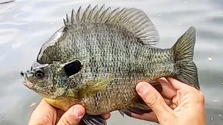 Fishing for DINNER PLATE BLUEGILL and REDEAR!!