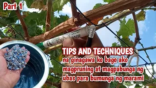 Mga tips and techniques bago ka mag pruning at mag pabunga ng ubas para bumunga ng marami