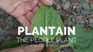 Plantain the People Plant | Herbal Jedi