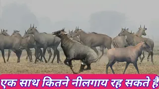 Nilgai ke daud ke video #nilgaidaud, #numbersofnilgai,