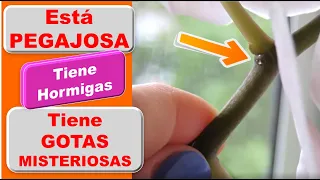 Mi orquidea tiene unas gotas pegajosas y manchas oscuras que atraen hormigas #142